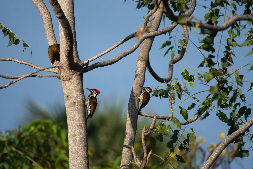 elagage d'arbres (1)